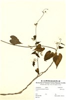 藏品(薄葉牛皮消)的圖片